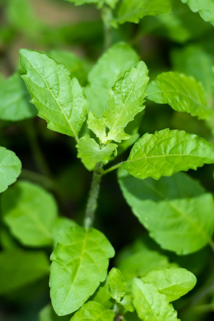 Keep a Basil Plant at Home for These Surprising Benefits