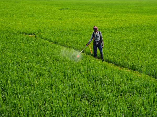 Report: Indian Agrochemical Exports to recover in FY25 amid global stabilization